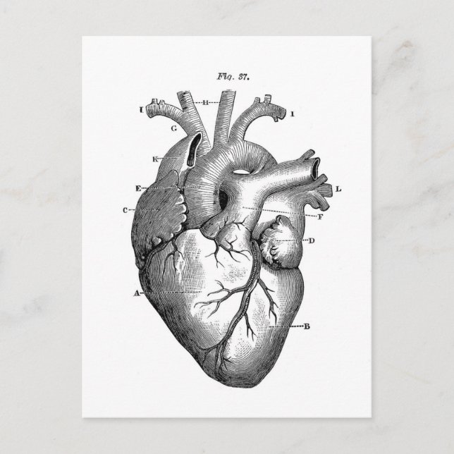 Carte Postale Anatomie cardiaque vintage | Personnalisable (Devant)
