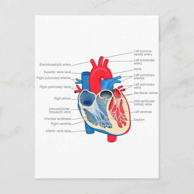 Carte Postale Anatomie_Coeur (Devant)