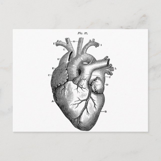 Carte Postale Anatomie-Coeur-Images-Vintage (Devant)
