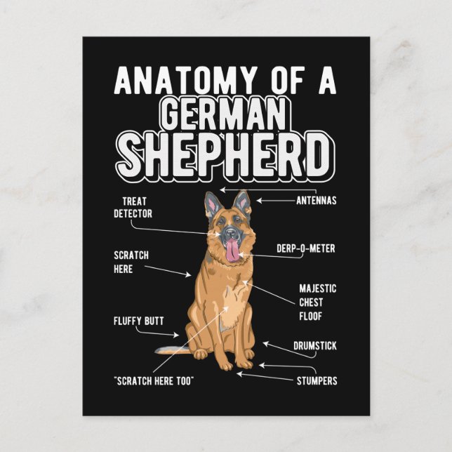 Carte Postale Anatomie de Berger Allemand Chien Drôle (Devant)
