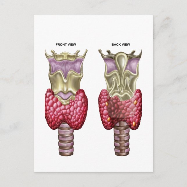 Carte Postale Anatomie De Glande Thyroïde Avec Larynx Et Cartila (Devant)