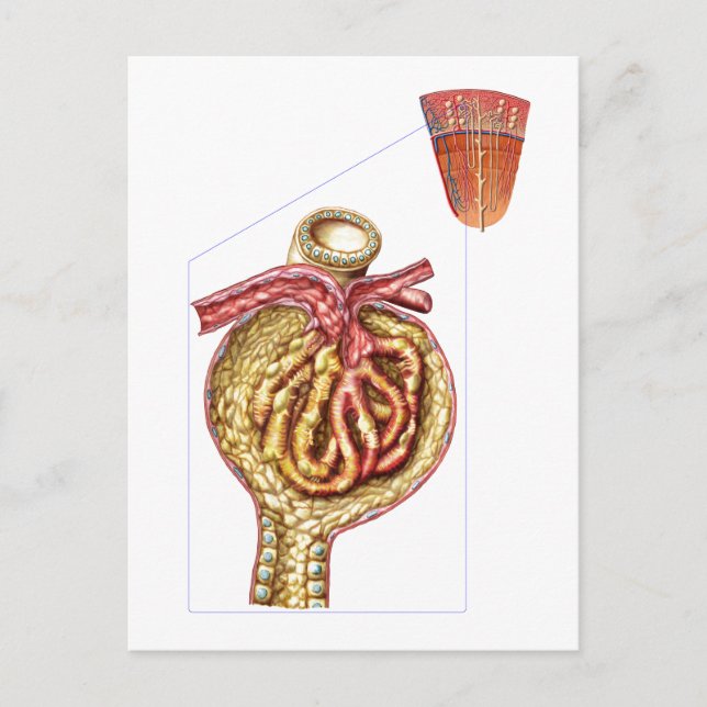 Carte Postale Anatomie De La Capsule Glomérulaire De Bowman (Devant)