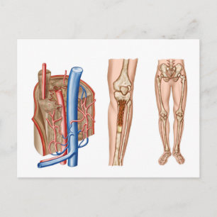 Carte Postale Anatomie De La Moelle Osseuse Humaine