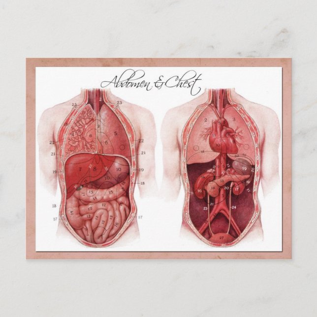 Carte Postale Anatomie de l'abdomen et du coffre (Devant)