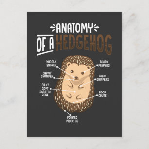 Carte Postale Anatomie de l'amoureux du hérisson, joli animal de