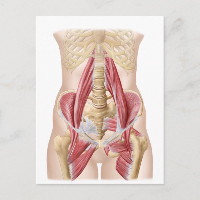 Carte Postale Anatomie De L'Iliopsoa, Les Muscles De Hip Dorsal (Devant)