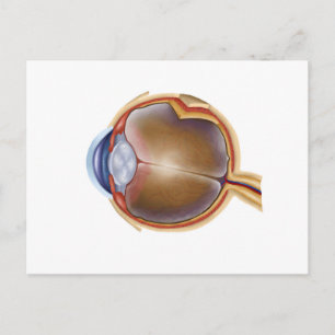 Carte Postale Anatomie De L'Oeil Humain