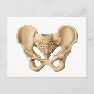 Carte Postale Anatomie De L'Os Pelvique Humain 1