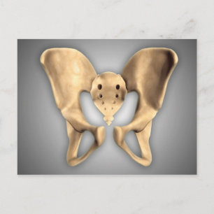 Carte Postale Anatomie De L'Os Pelvique Humain 2