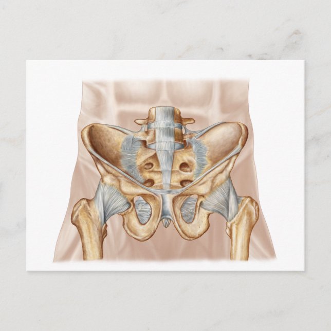 Carte Postale Anatomie De L'Os Pelvique Humain Et Ligaments (Devant)