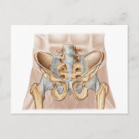 Anatomie De L'Os Pelvique Humain Et Ligaments