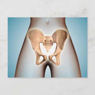 Carte Postale Anatomie De L'Os Pelvique Sur Le Corps Féminin