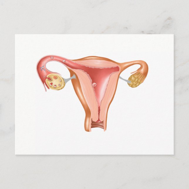 Carte Postale Anatomie De L'Utérus Féminin 1 (Devant)