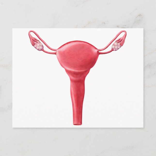 Carte Postale Anatomie De L'Utérus Féminin 2 (Devant)