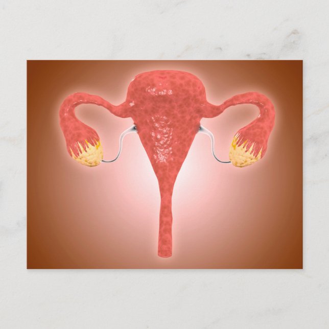 Carte Postale Anatomie De L'Utérus Féminin Avec Ovaires (Devant)