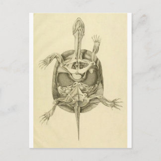 Carte Postale Anatomie de tortue biologique vintage