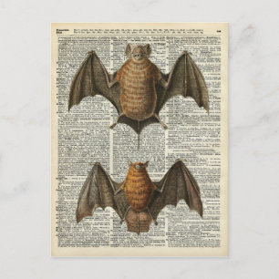 Carte Postale Anatomie des chauves-souris