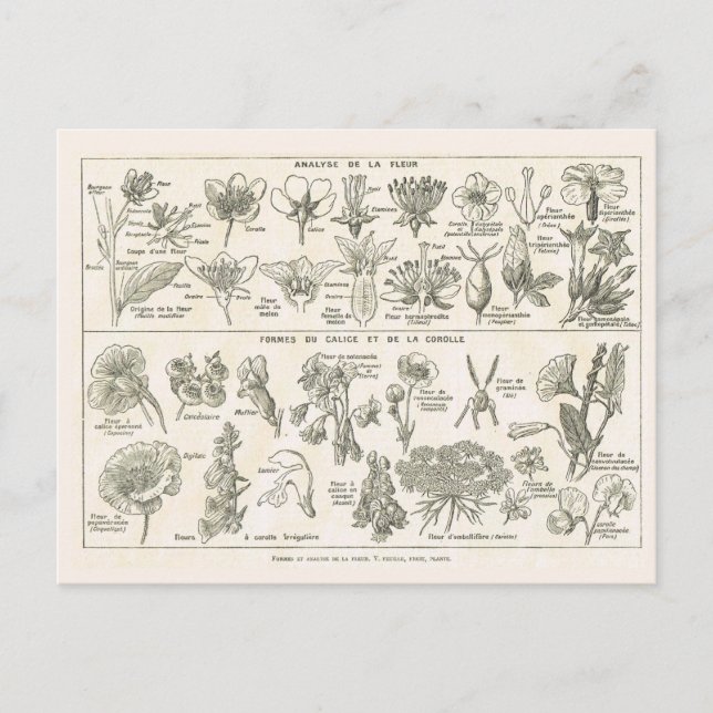 Carte Postale Anatomie des fleurs (Devant)