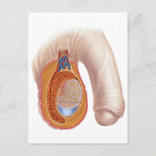 Carte Postale Anatomie Des Hommes Testis