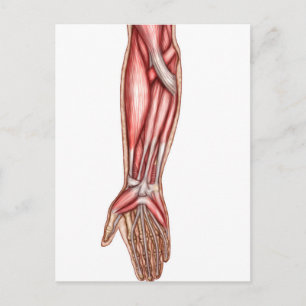 Carte Postale Anatomie Des Muscles D'Avant-Arme Humains 2