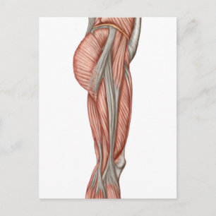 Carte Postale Anatomie Des Muscles De Cuisse Humains, Vue Antéri