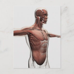 Carte Postale Anatomie Des Muscles Masculins Dans Le Corps Supér