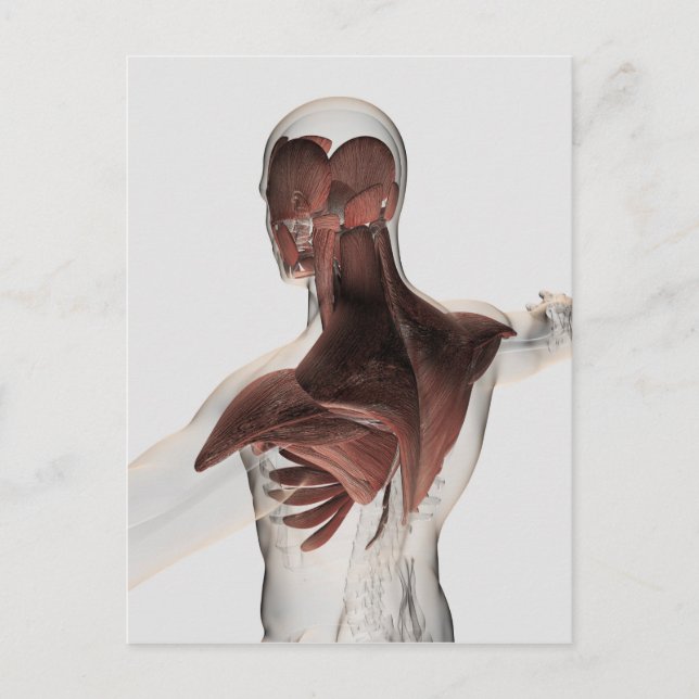 Carte Postale Anatomie Des Muscles Masculins Dans Le Corps Supér (Devant)