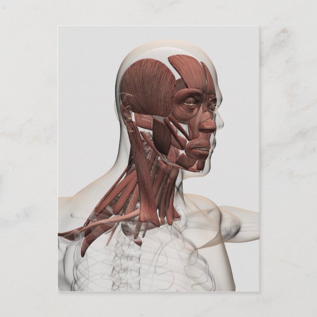 Carte Postale Anatomie des muscles masculins de massage facial (Devant)