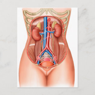 Carte Postale Anatomie Des Organes Humains