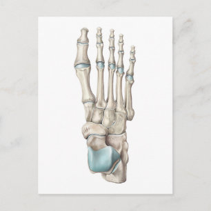 Carte Postale Anatomie des os du pied