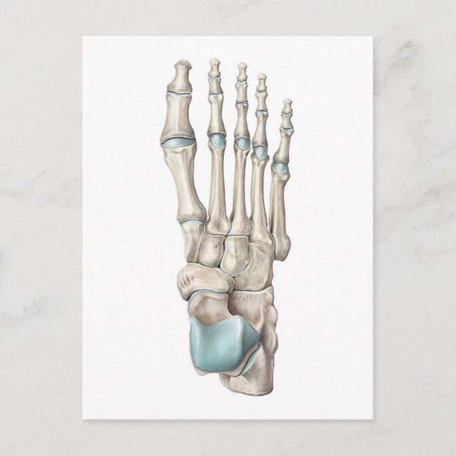 Carte Postale Anatomie des os du pied (Devant)