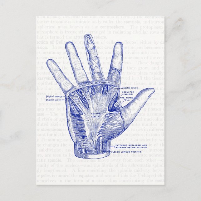 Carte Postale Anatomie Dessin Palm de la main (Devant)