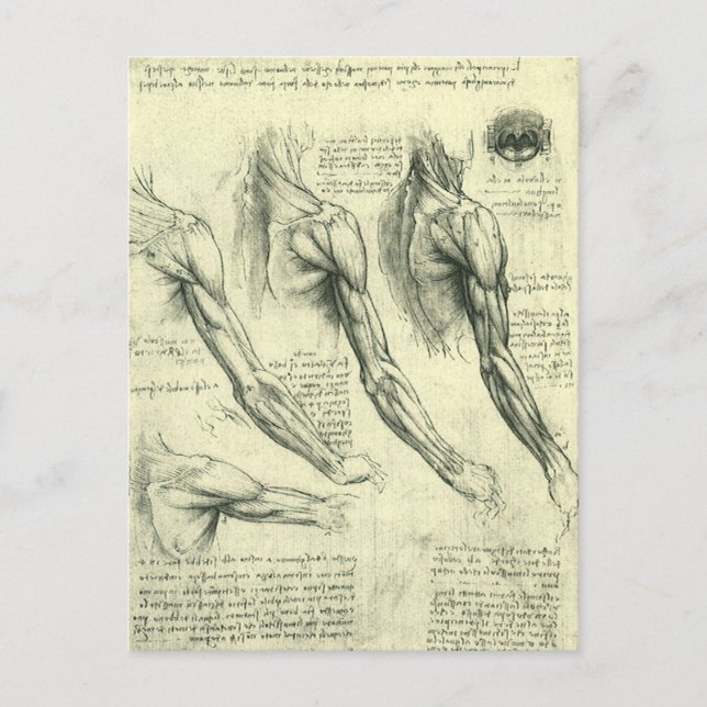Carte Postale Anatomie du bras et de l'épaule par Léonard de Vin (Devant)