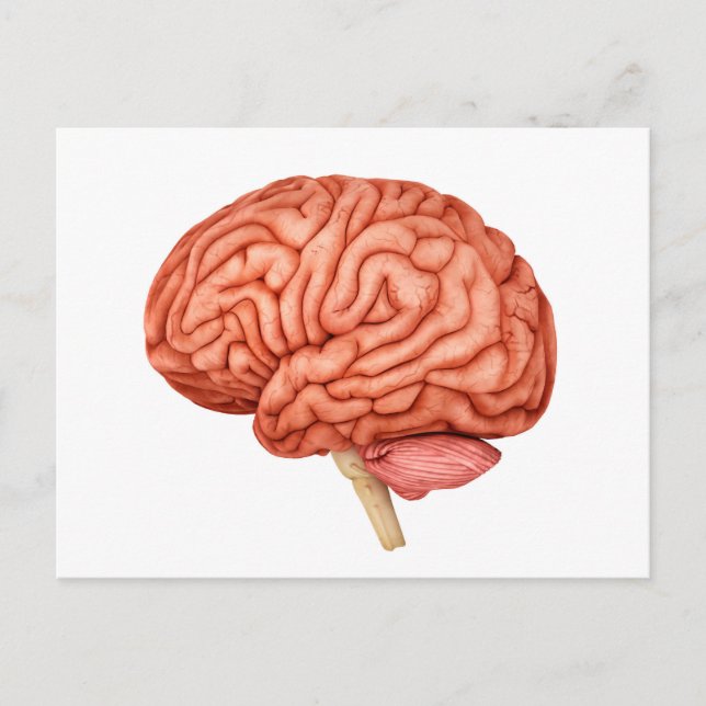 Carte Postale Anatomie Du Cerveau Humain, Vue Secondaire 2 (Devant)
