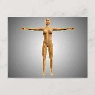 Carte Postale Anatomie Du Corps Féminin Avec Système Nerveux