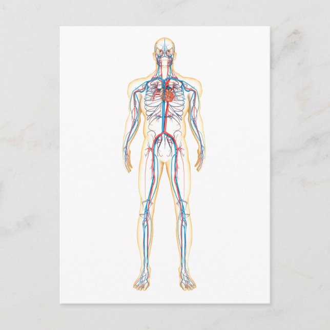 Carte Postale Anatomie Du Corps Humain Et Système Circulatoire (Devant)