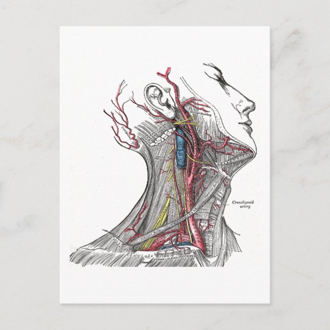 Carte Postale Anatomie du cou (Devant)