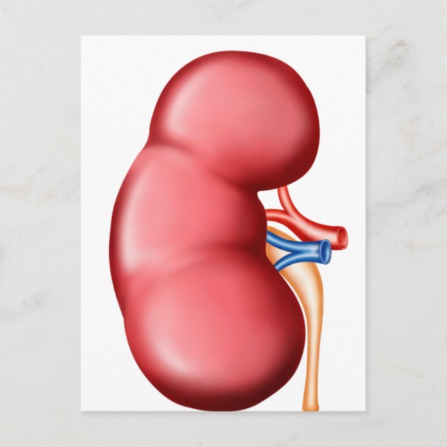 Carte Postale Anatomie Du Rein Humain (Devant)