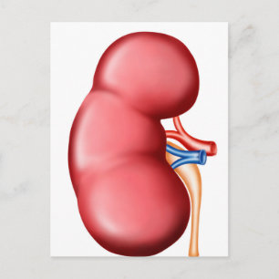 Carte Postale Anatomie Du Rein Humain
