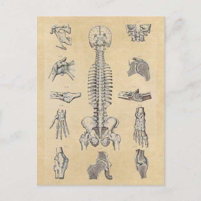 Carte Postale Anatomie du squelette humain illustrée (Devant)