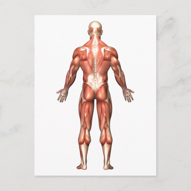 Carte Postale Anatomie Du Système Musculaire Masculin, Vue Arriè (Devant)