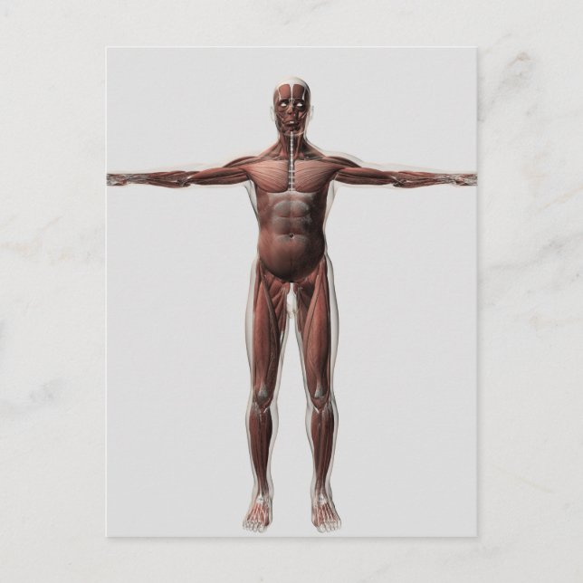Carte Postale Anatomie Du Système Musculaire Masculin, Vue Avant (Devant)