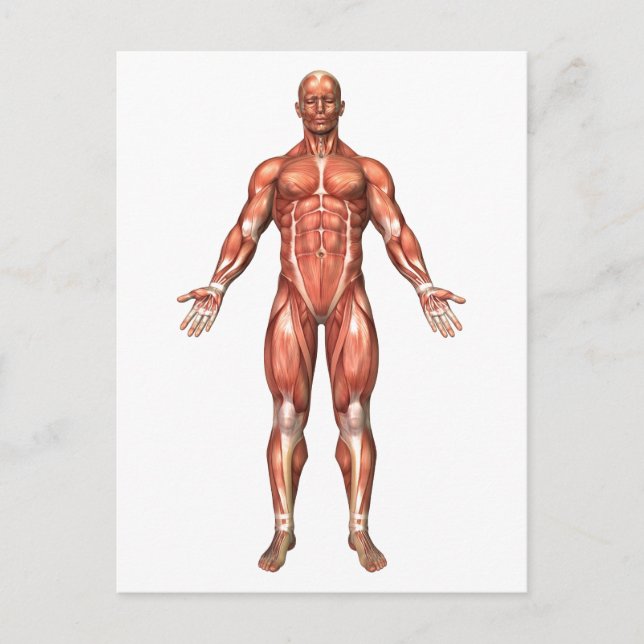 Carte Postale Anatomie du système musculaire masculin, vue de (Devant)