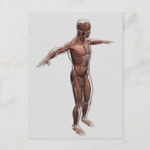 Carte Postale Anatomie Du Système Musculaire Masculin, Vue latér