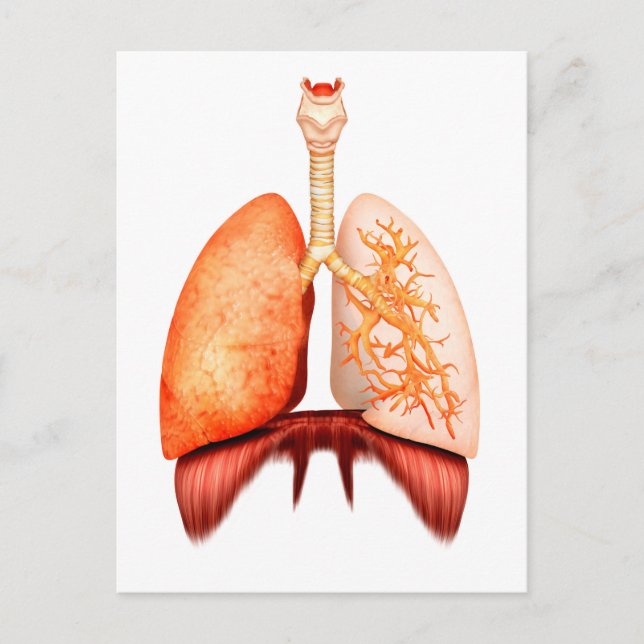 Carte Postale Anatomie Du Système Respiratoire Humain, Vue Avant (Devant)