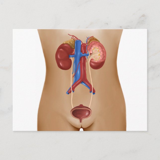 Carte Postale Anatomie Du Système Urinaire Féminin (Devant)