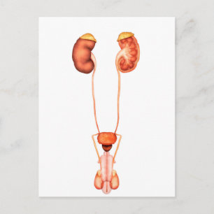Carte Postale Anatomie Du Système Urinaire Homme Humain, Vue Ava