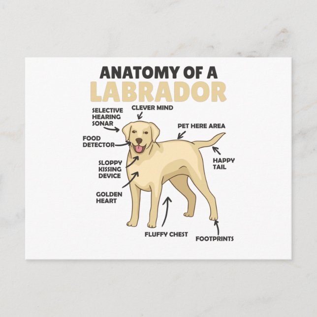 Carte Postale Anatomie D'Un Chien Doux Du Labrador Retriever (Devant)