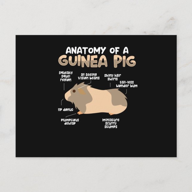 Carte Postale Anatomie d'un cochon de Guinée (Devant)