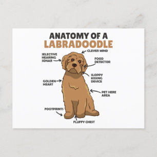 Carte Postale Anatomie D'Un Labradoodle Cute Canine Chiot
